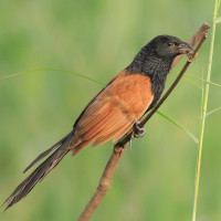 Lesser Coucal